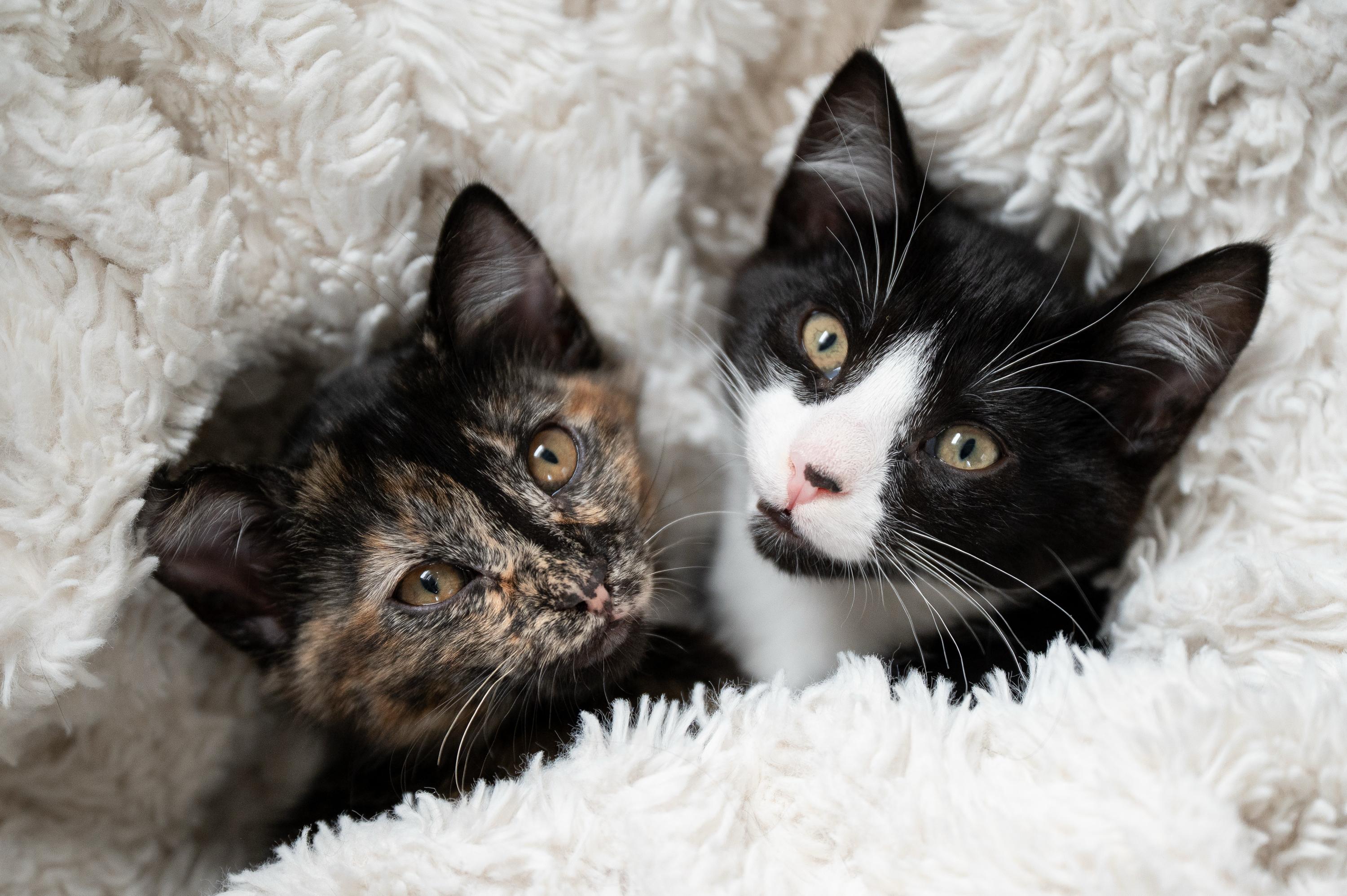 Apple Fritter And Johnny