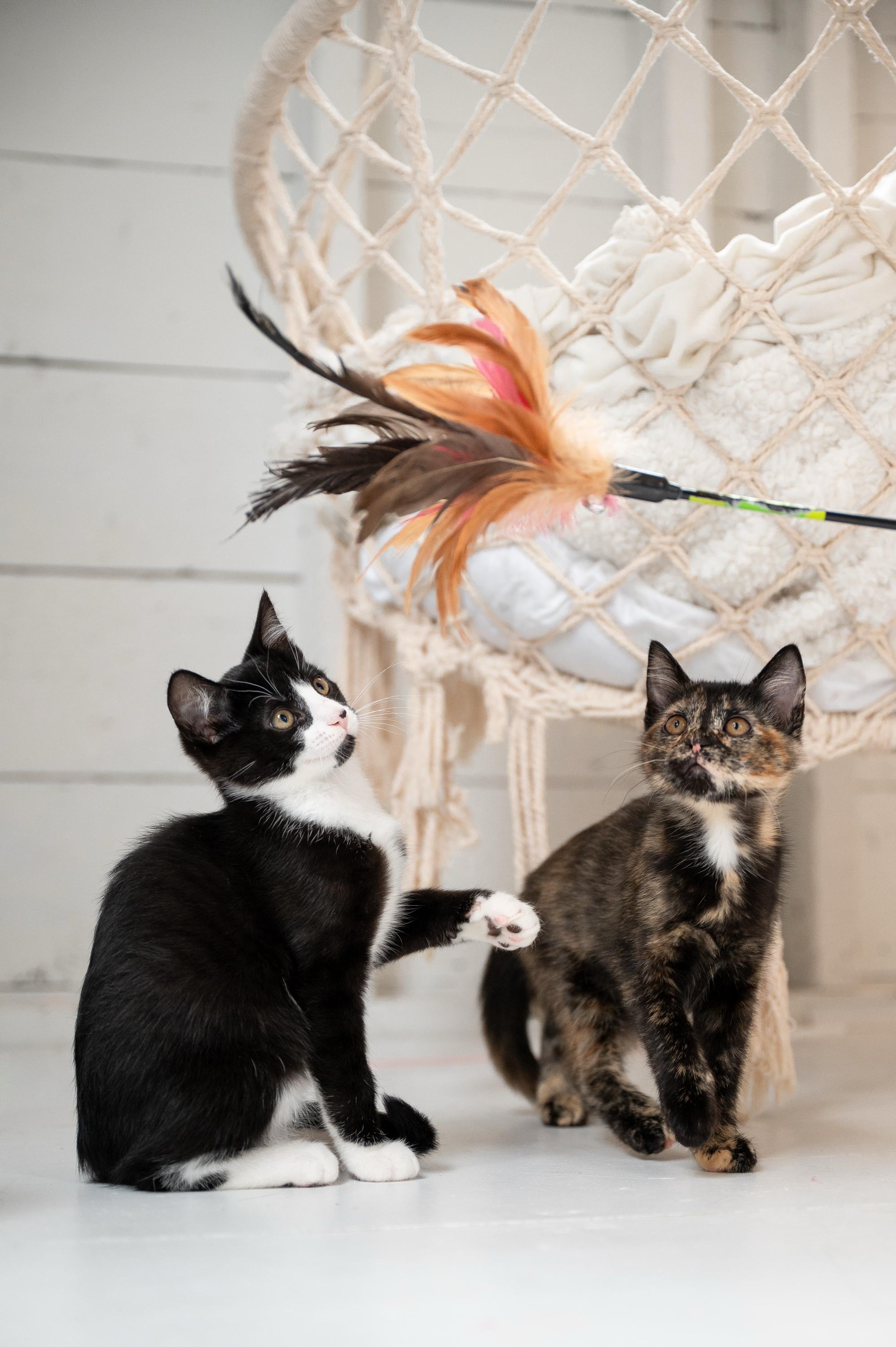 Apple Fritter And Johnny thumbnail 3