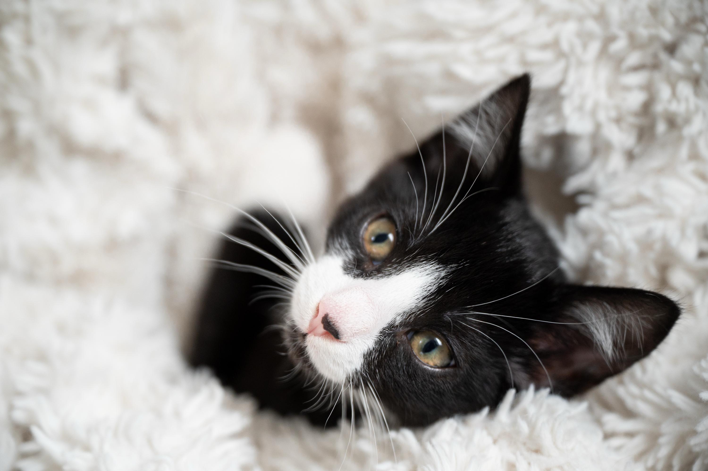 Apple Fritter And Johnny thumbnail 6