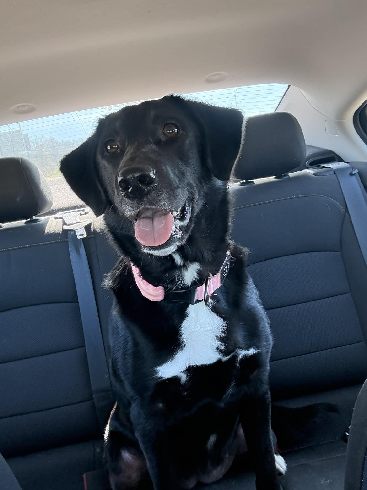 Enlarge Maggie, a ADOPTABLE mixed breed in Jeffersonville, IN image 3/6