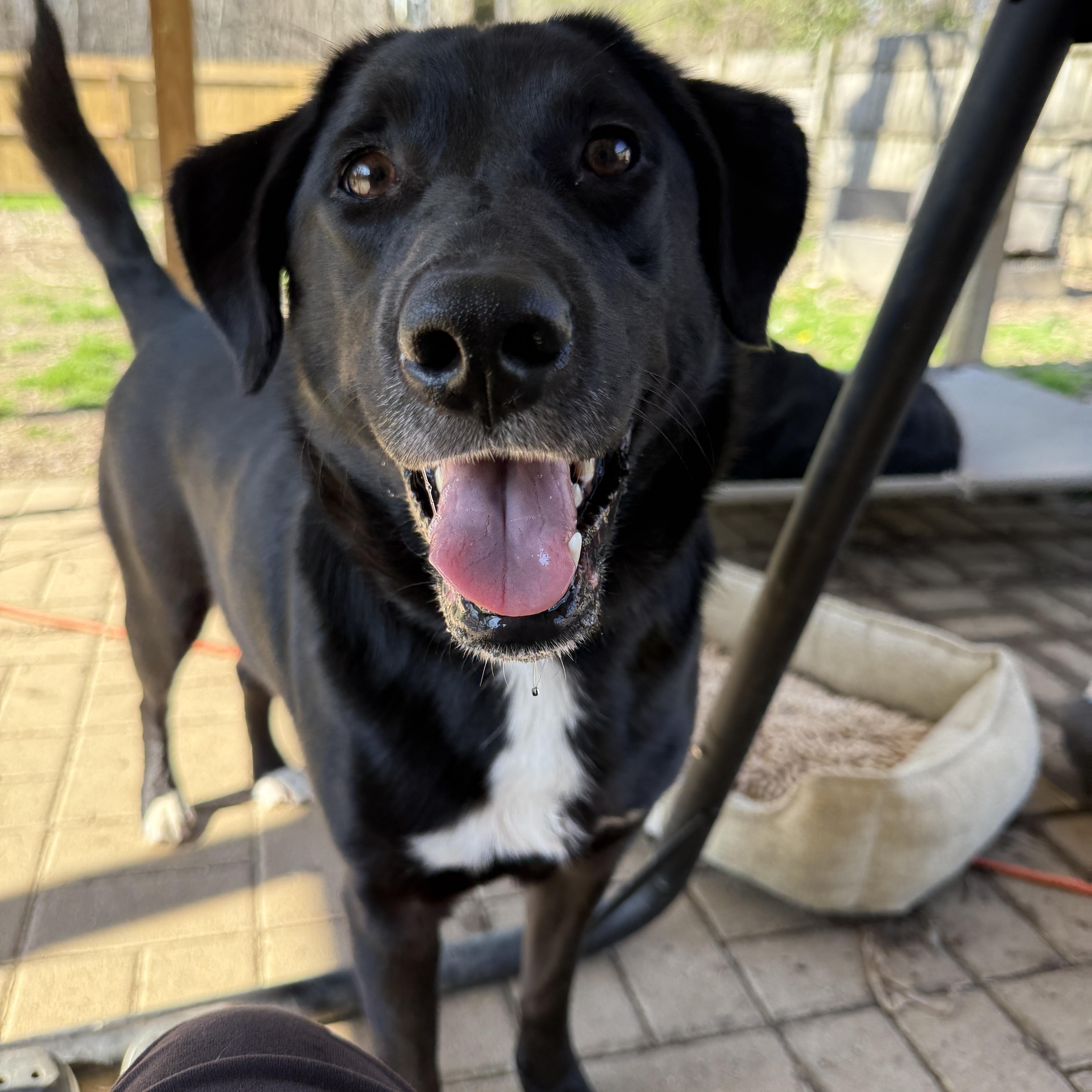 Enlarge Maggie, a ADOPTABLE mixed breed in Jeffersonville, IN image 2/6