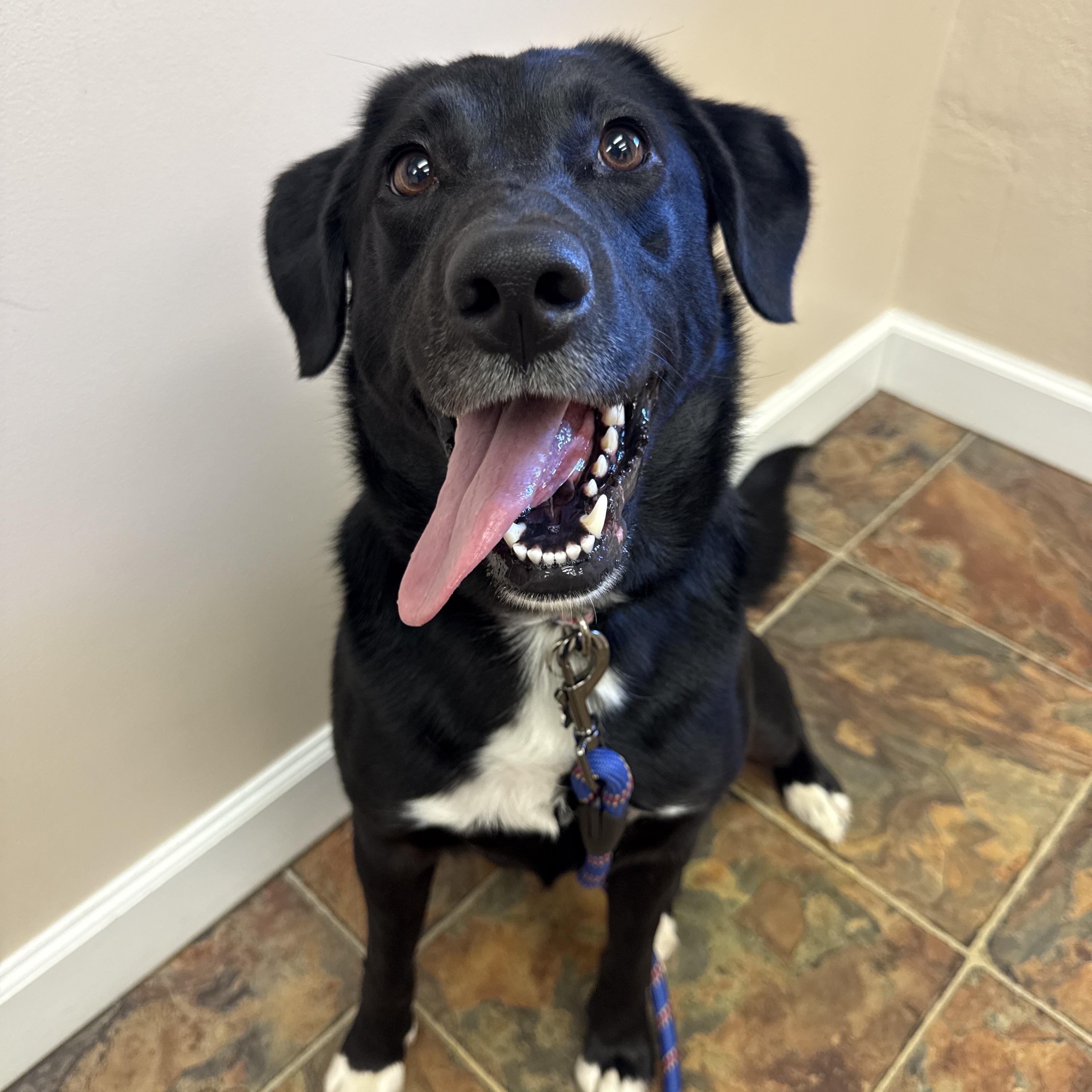 Maggie, ADOPTABLE, Young Female Labrador Retriever & Border Collie.