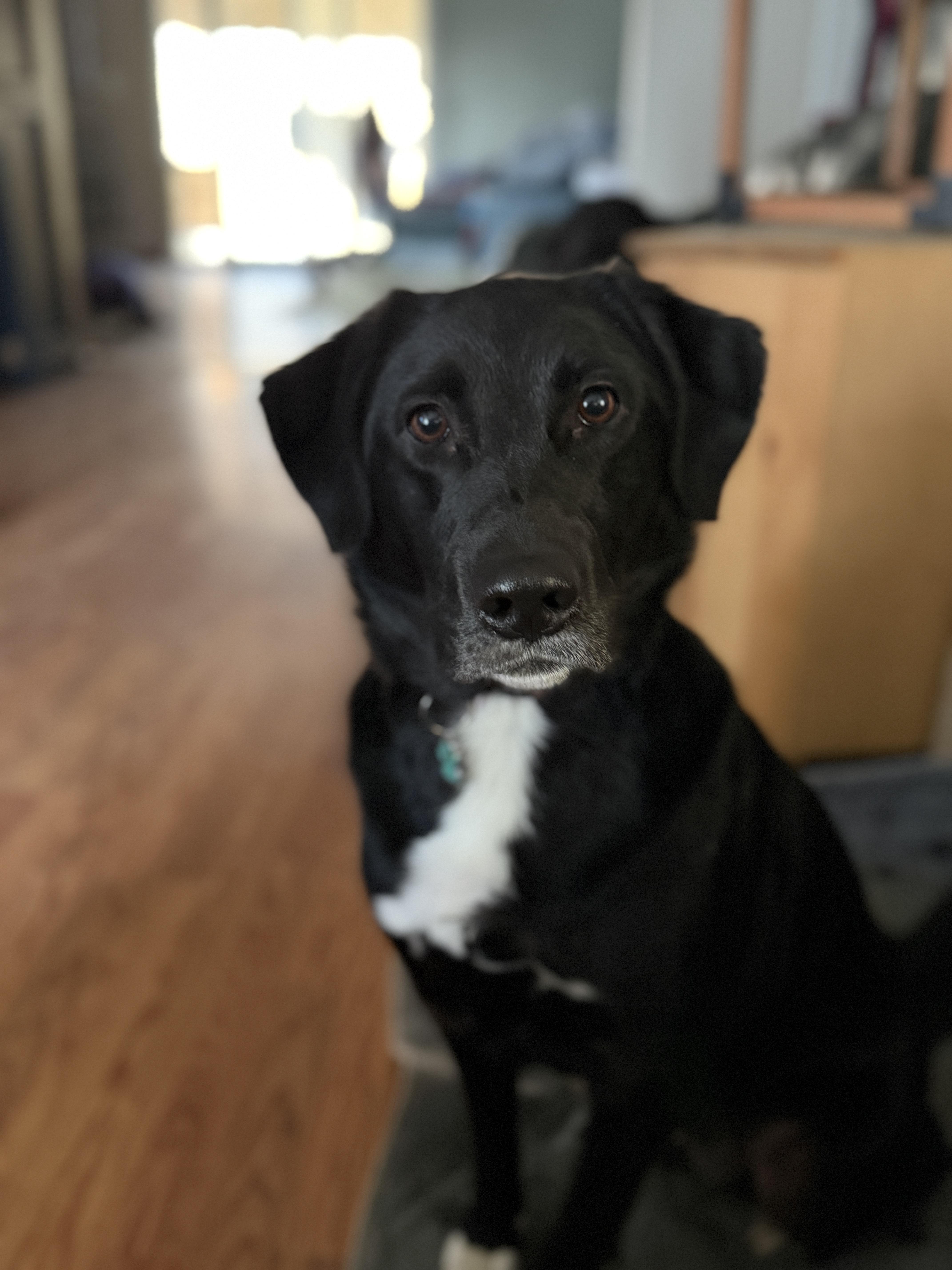 Enlarge Maggie, a ADOPTABLE mixed breed in Jeffersonville, IN image 5/6