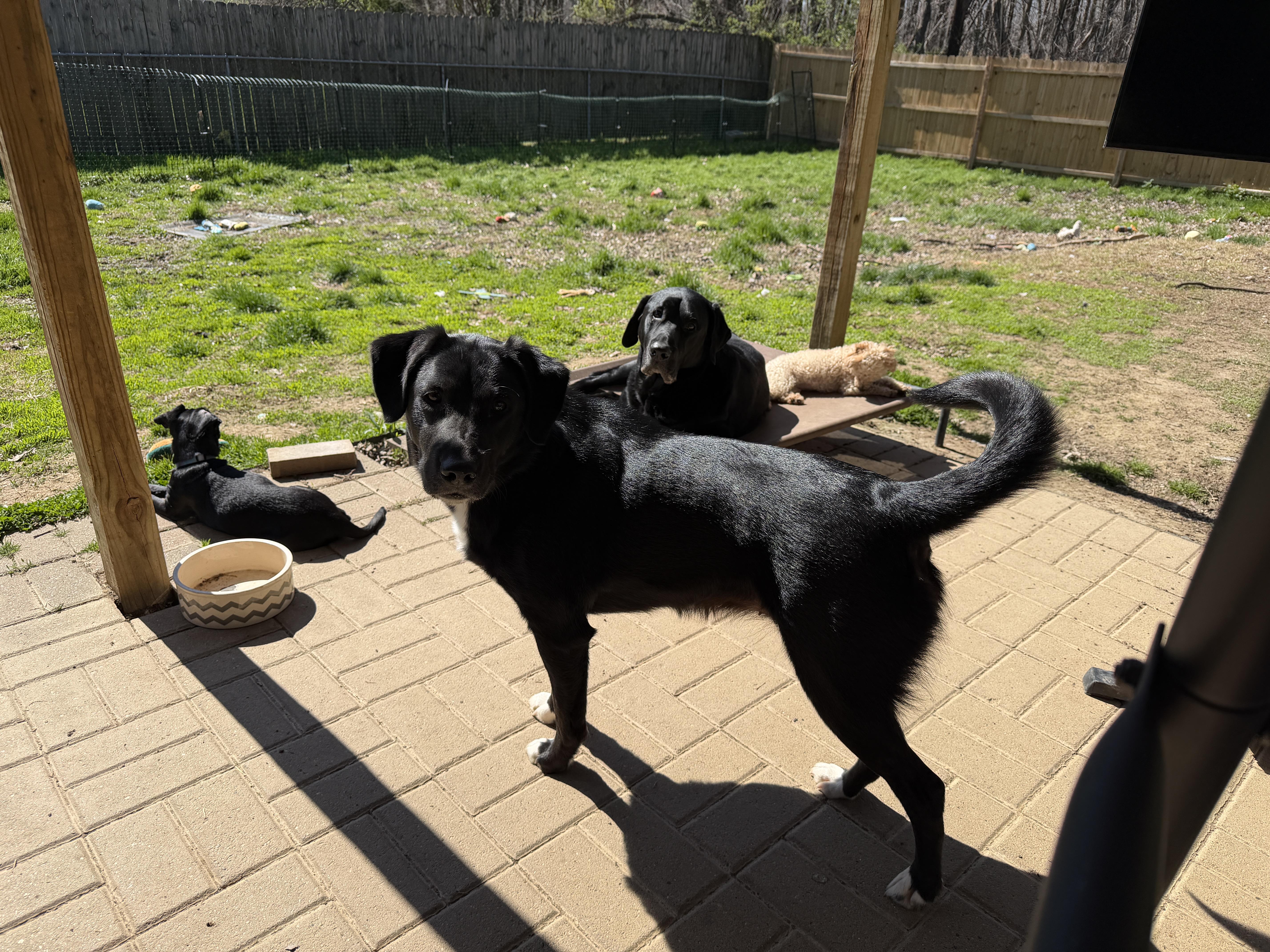 Enlarge Maggie, a ADOPTABLE mixed breed in Jeffersonville, IN image 6/6