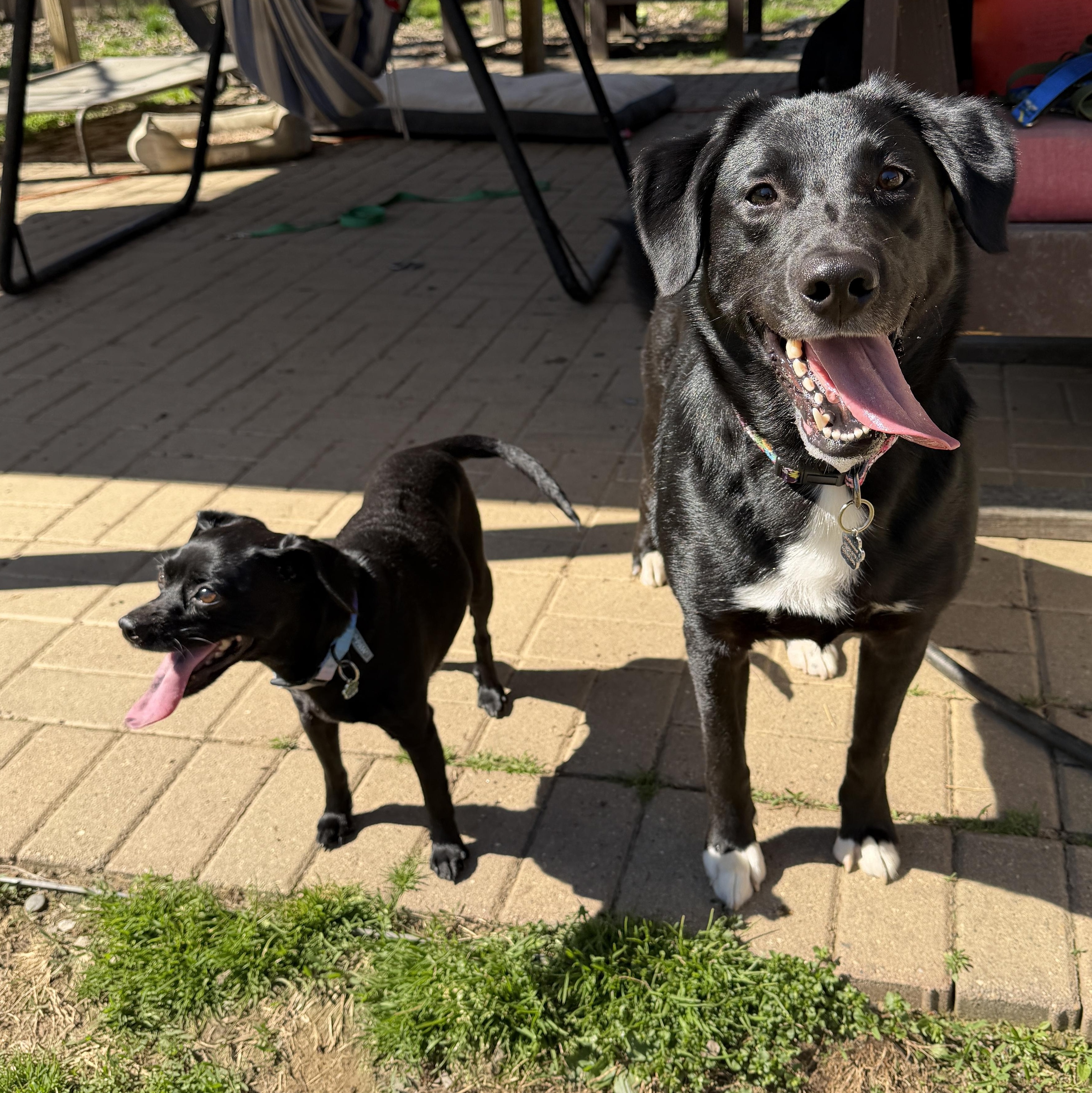 Enlarge Maggie, a ADOPTABLE mixed breed in Jeffersonville, IN image 4/6
