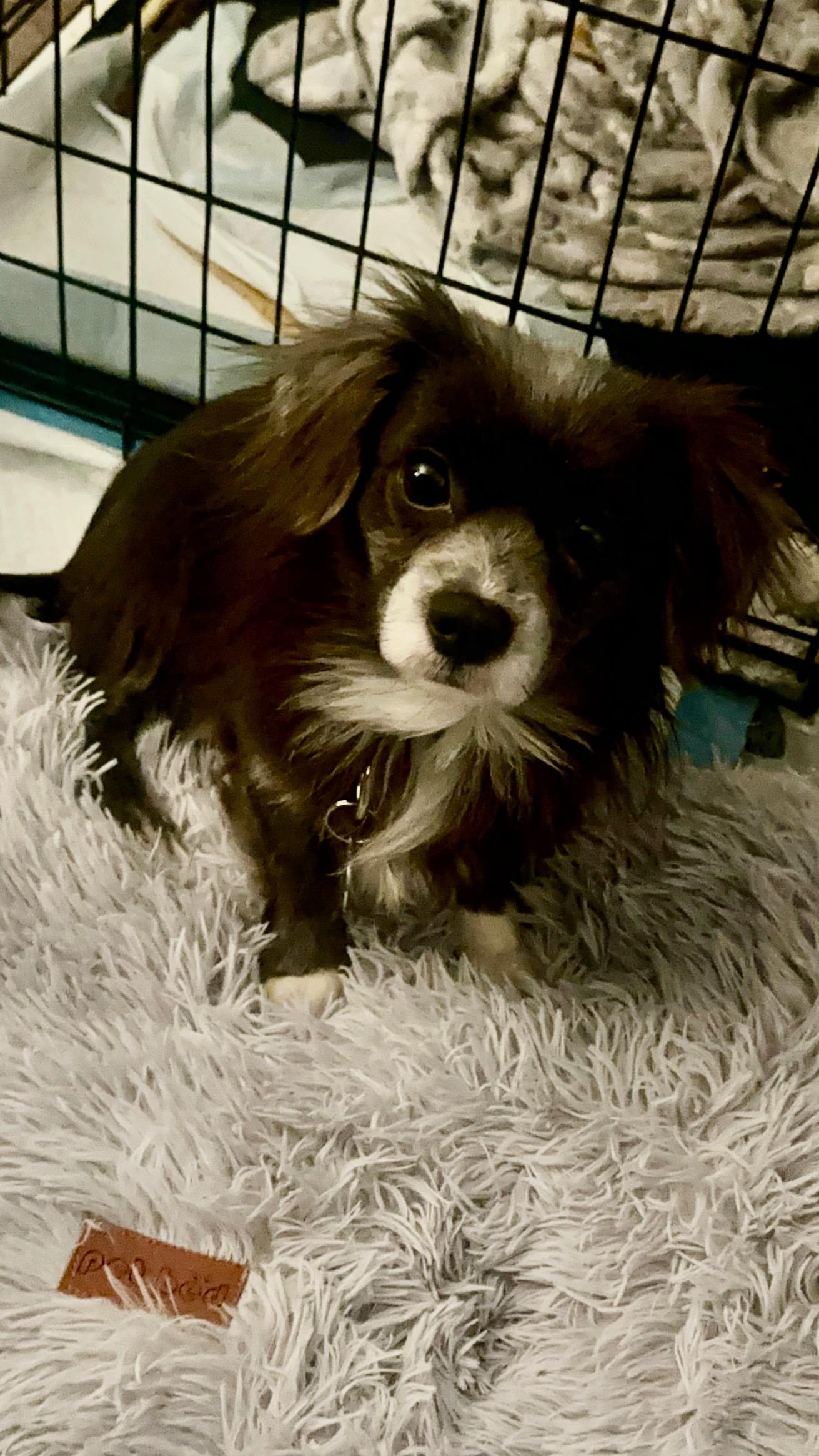 Gouda, a ADOPTABLE mixed breed in Lincoln University, PA image 2/5