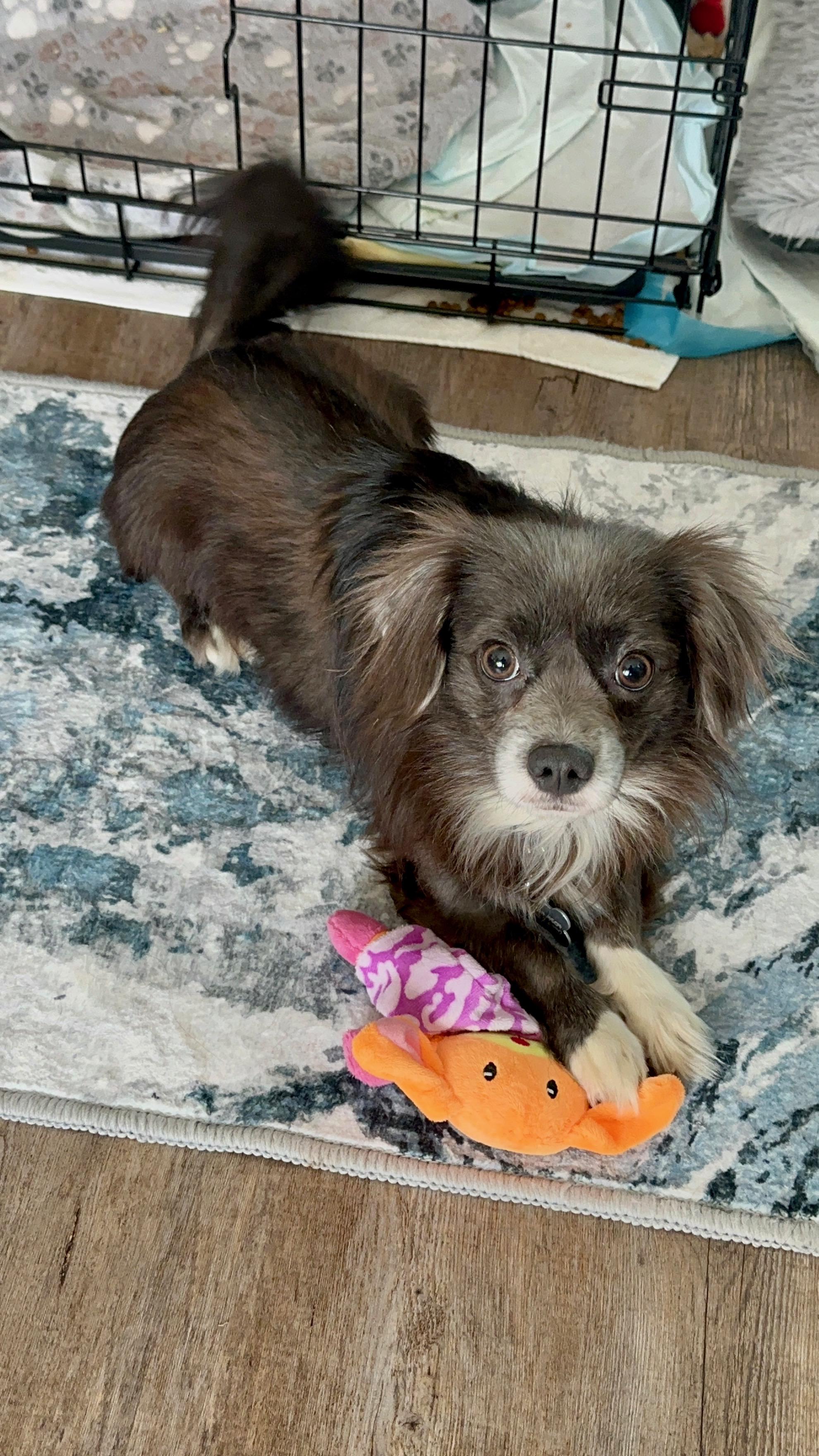 Gouda, a ADOPTABLE mixed breed in Lincoln University, PA image 4/5
