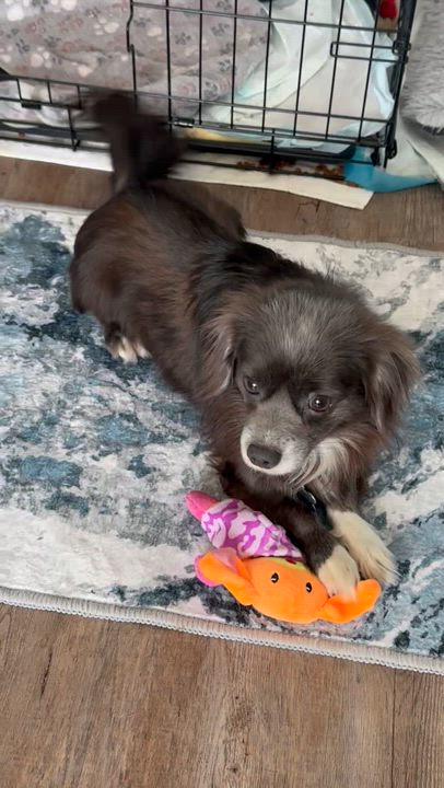 Enlarge Gouda, a ADOPTABLE mixed breed in Lincoln University, PA video 5/5