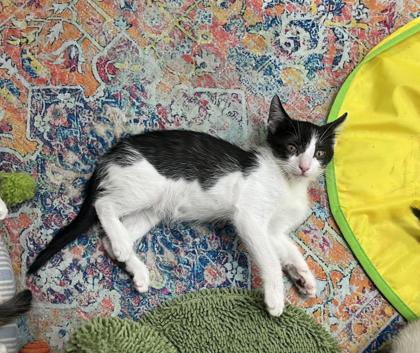 Enlarge RIGATONI, a Adoptable Domestic Short Hair in Southaven, MS image 2/3