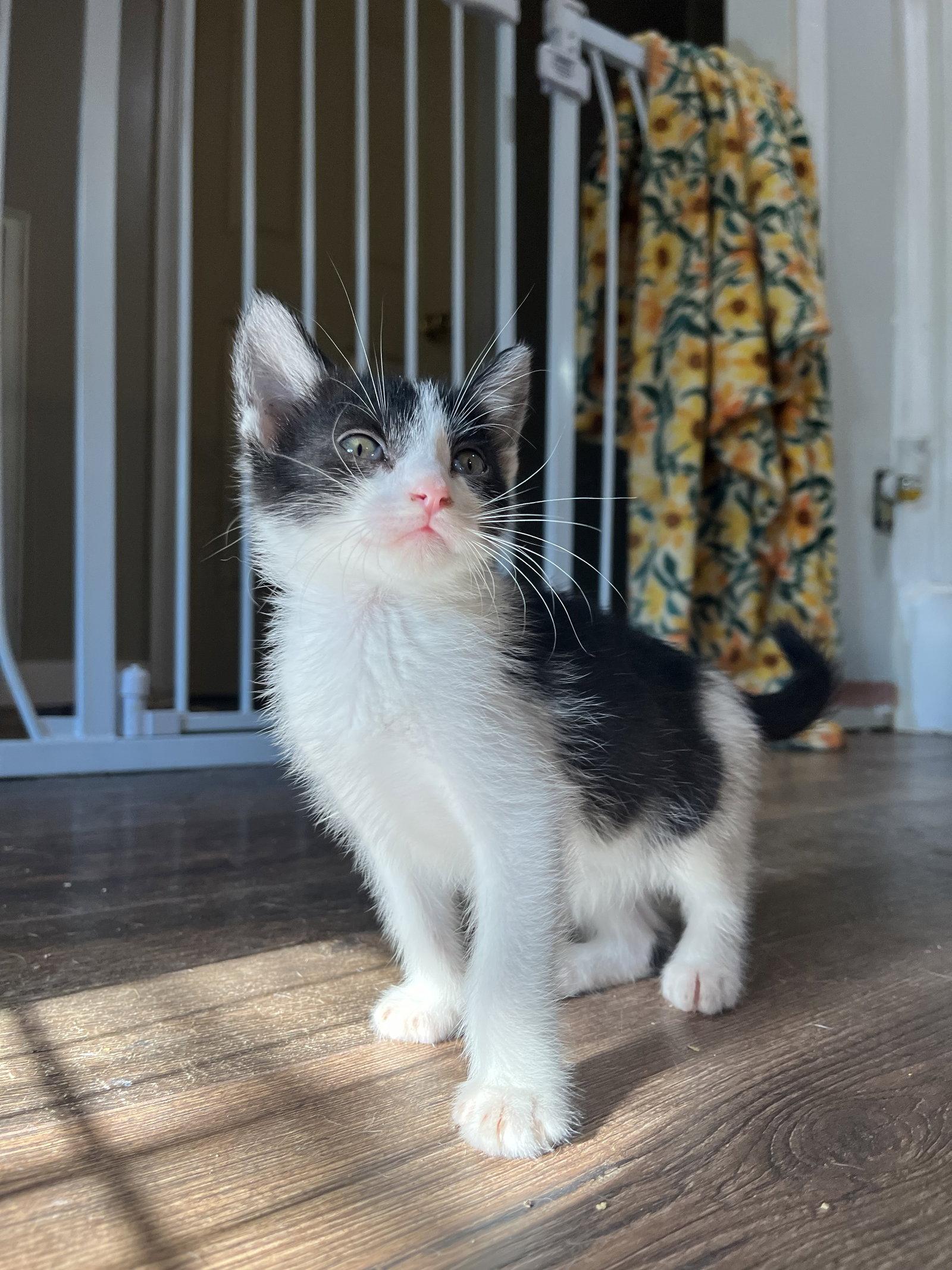 Enlarge RIGATONI, a Adoptable Domestic Short Hair in Southaven, MS image 3/3