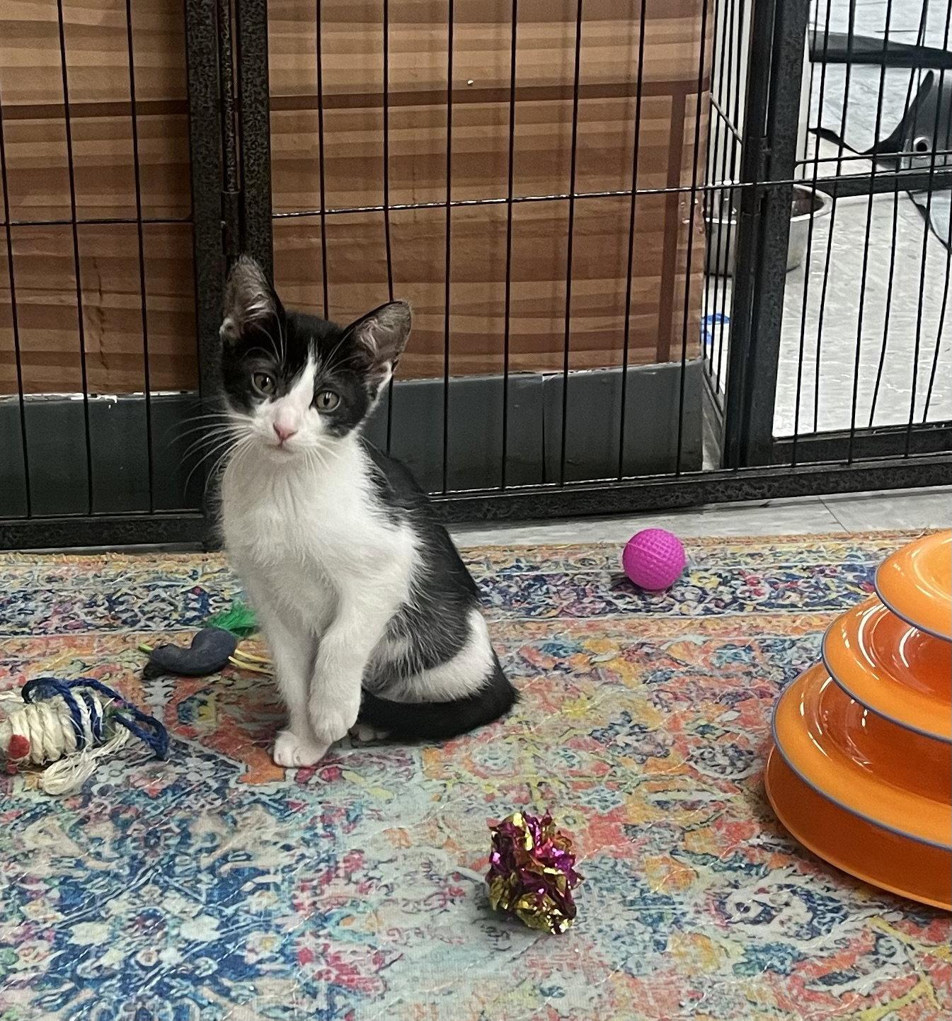 Enlarge RIGATONI, a Adoptable Domestic Short Hair in Southaven, MS image 1/3