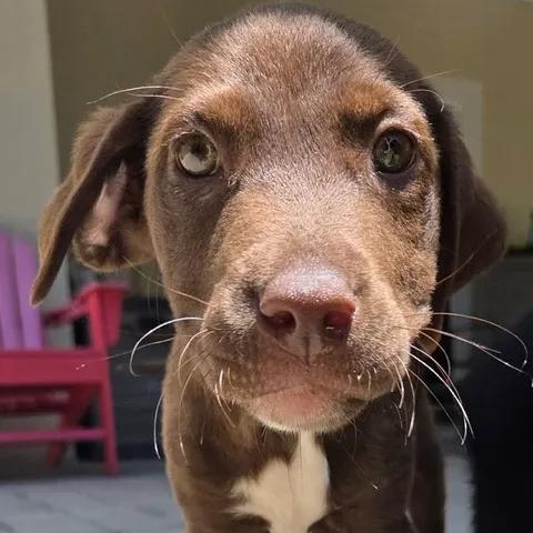 Sun, a ADOPTABLE mixed breed in Calabash, NC image 3/3