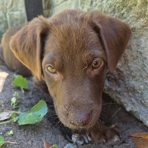 Sun, a ADOPTABLE mixed breed in Calabash, NC image 2/3