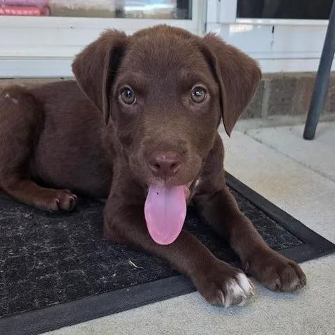 Sun, a ADOPTABLE mixed breed in Calabash, NC image 1/3