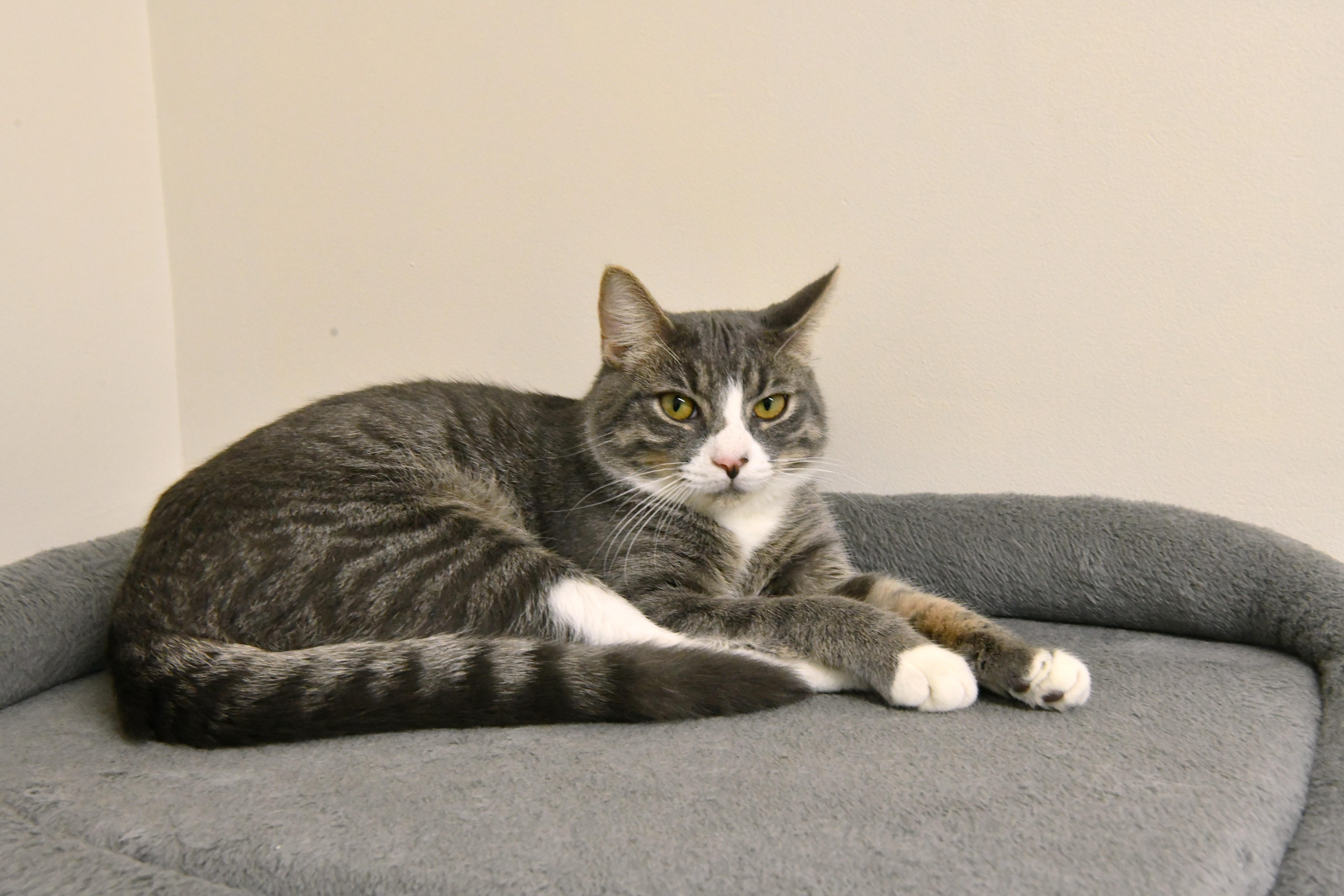 Smoke, ADOPTABLE, Young Male Domestic Short Hair.