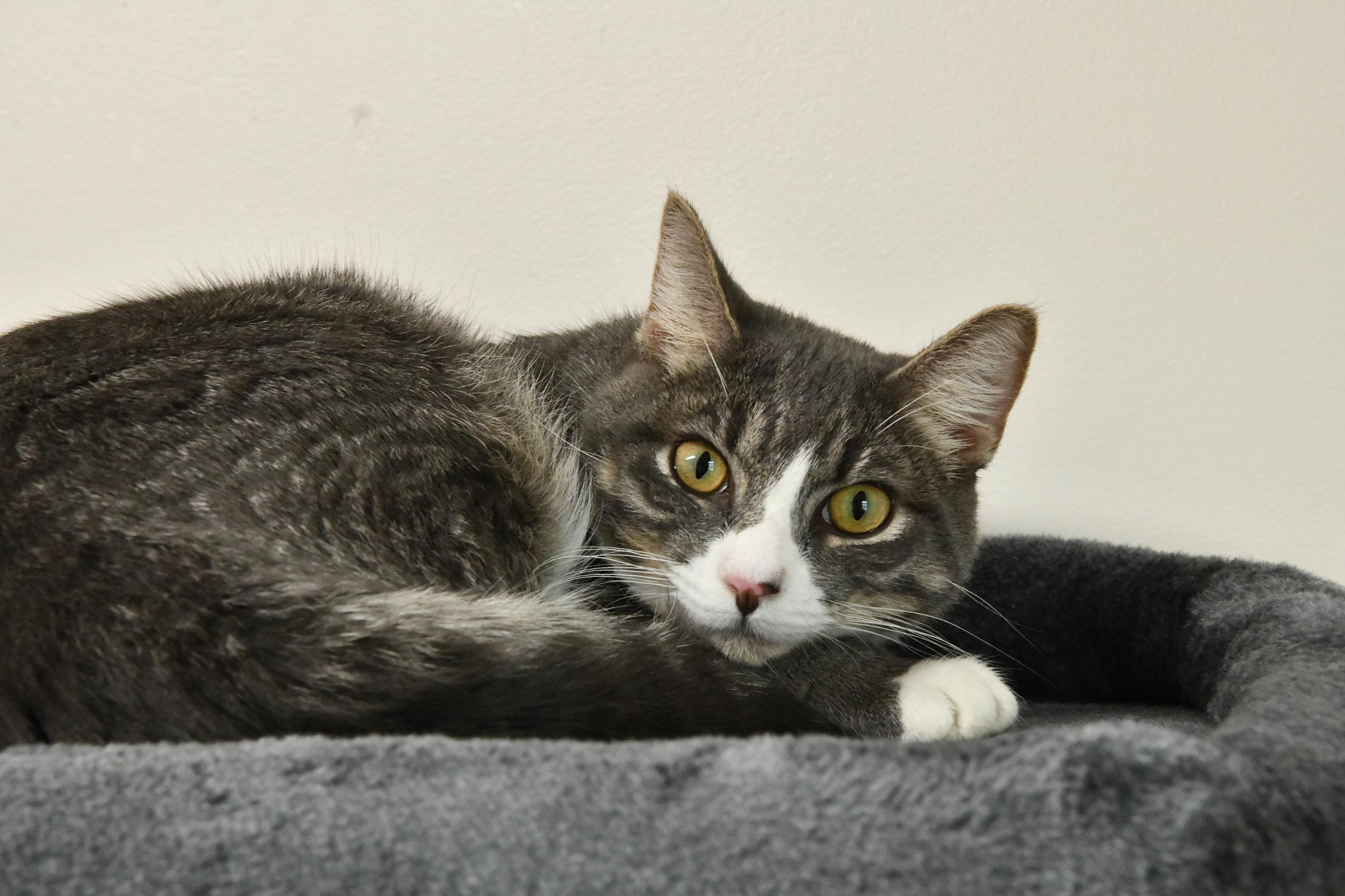 Smoke, ADOPTABLE, Young Male Domestic Short Hair.