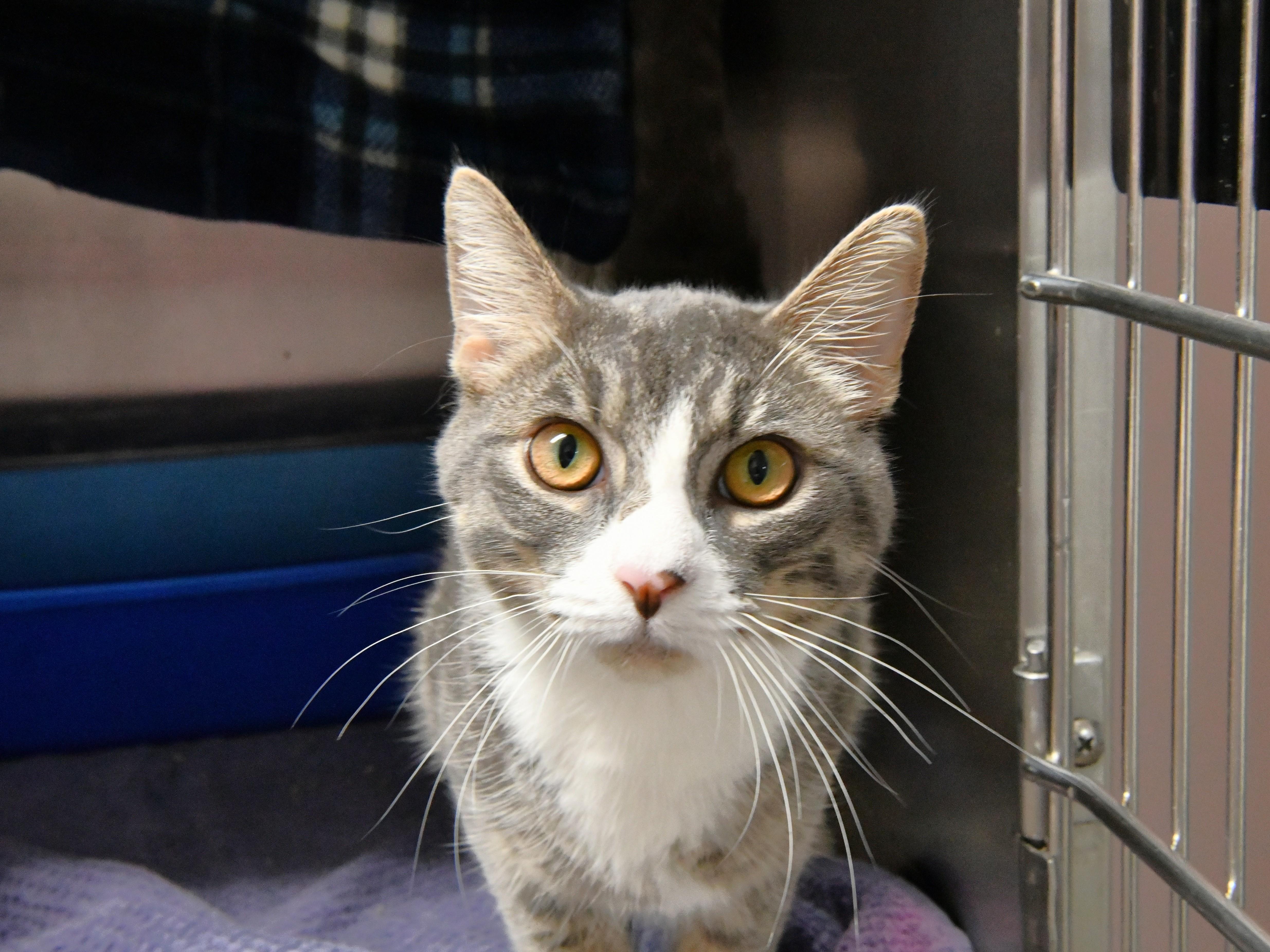 Smoke, ADOPTABLE, Young Male Domestic Short Hair.