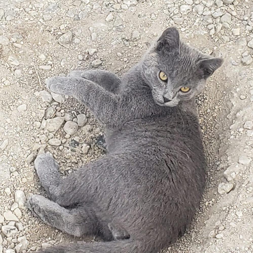 **Cat Cafe** Kibbles, a Adoptable Domestic Short Hair in Topeka, KS image 1/2