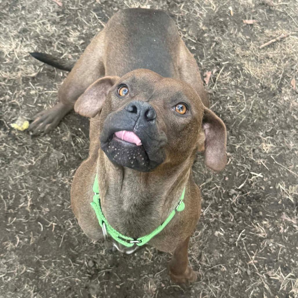 Pebbles — thumbnail 4