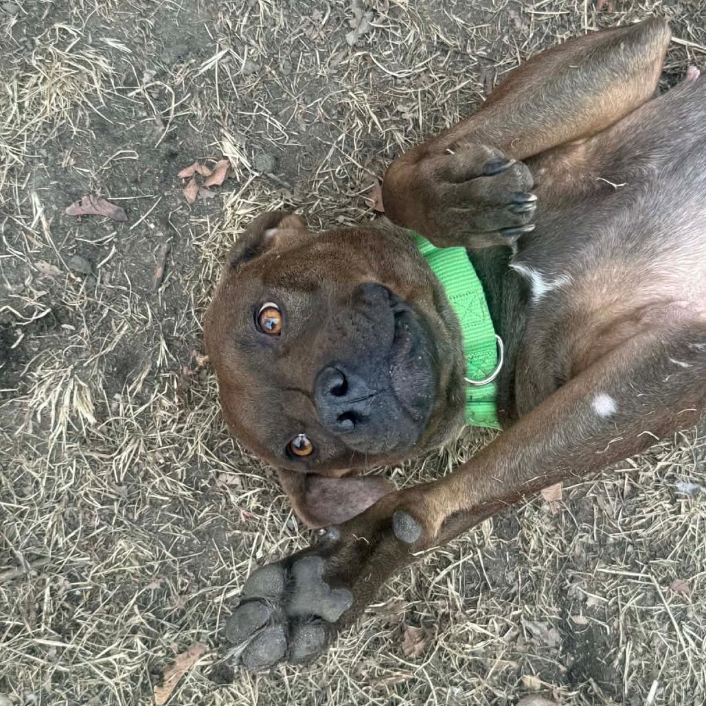 Pebbles — thumbnail 5