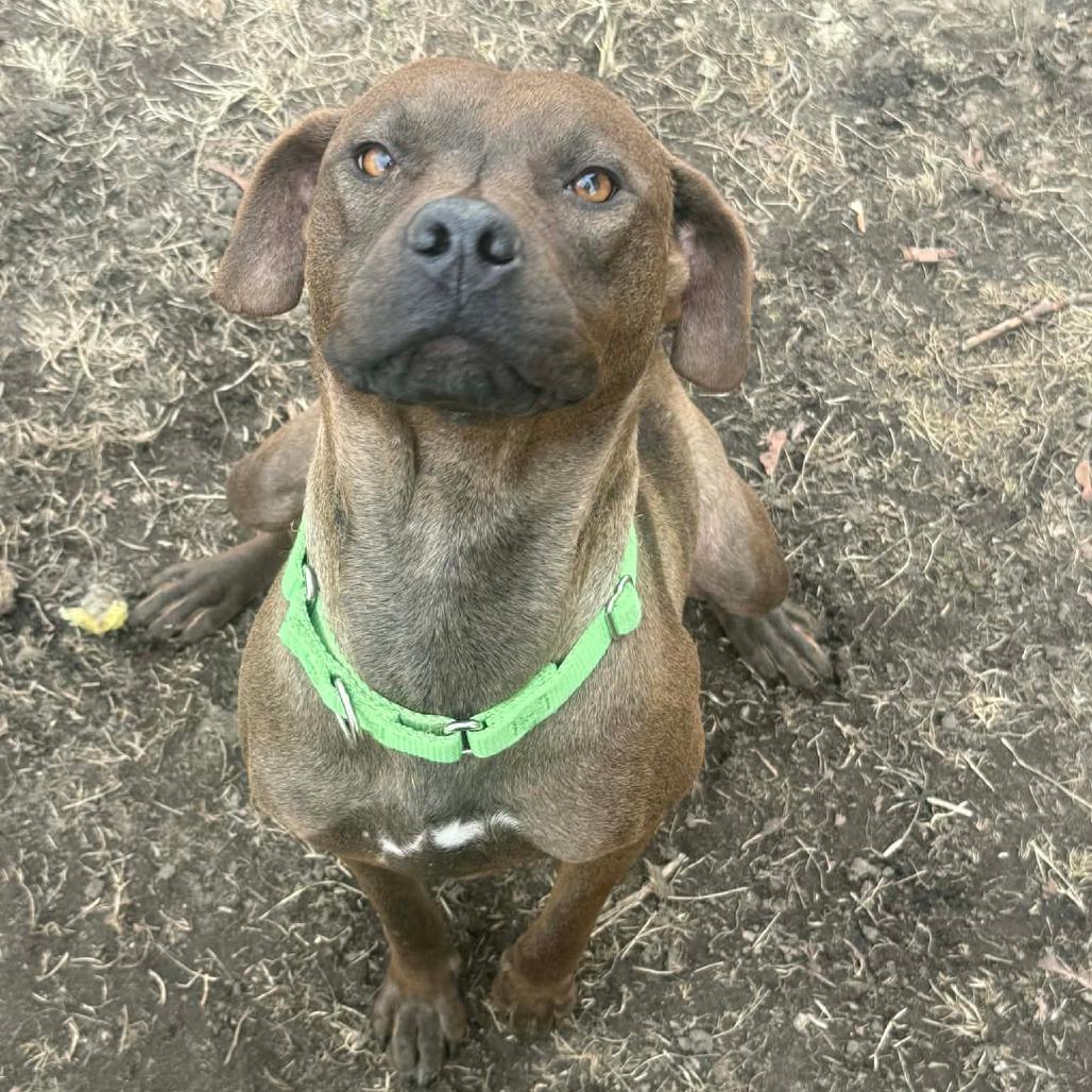 Pebbles — thumbnail 6