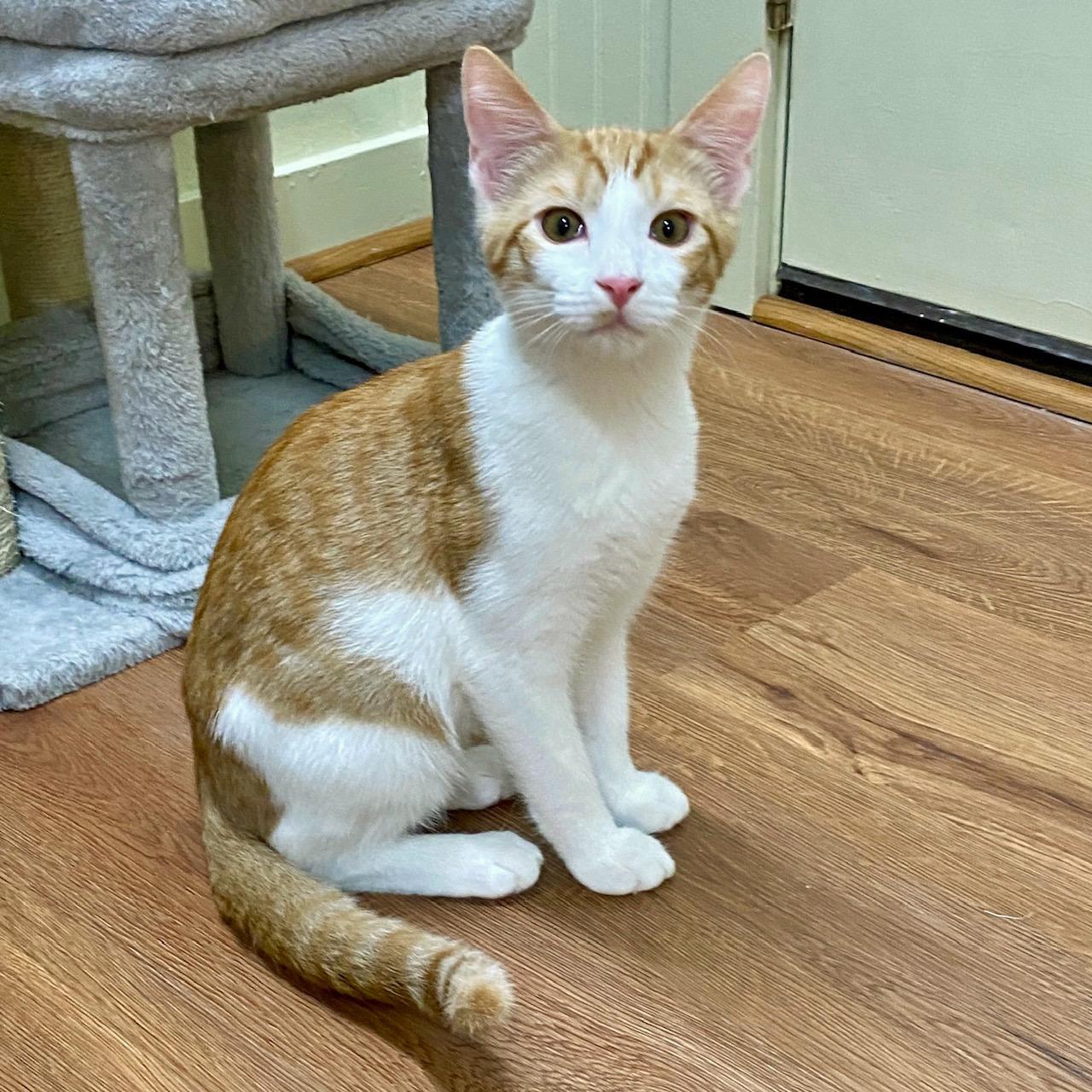 Carrot, Adoptable, Kitten Male Domestic Short Hair.