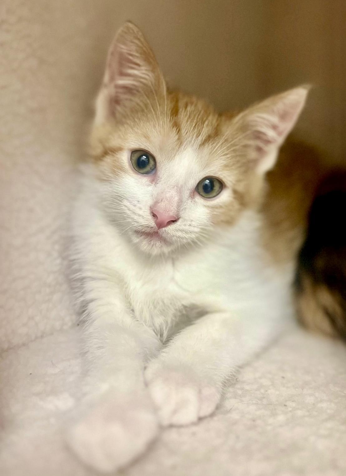 Enlarge Carrot, a Adoptable Domestic Short Hair in Jasper, GA image 2/2