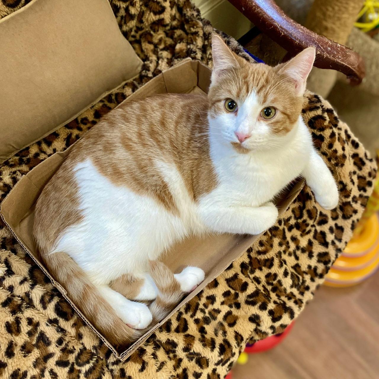 Carrot, Adoptable, Young Male Domestic Short Hair.