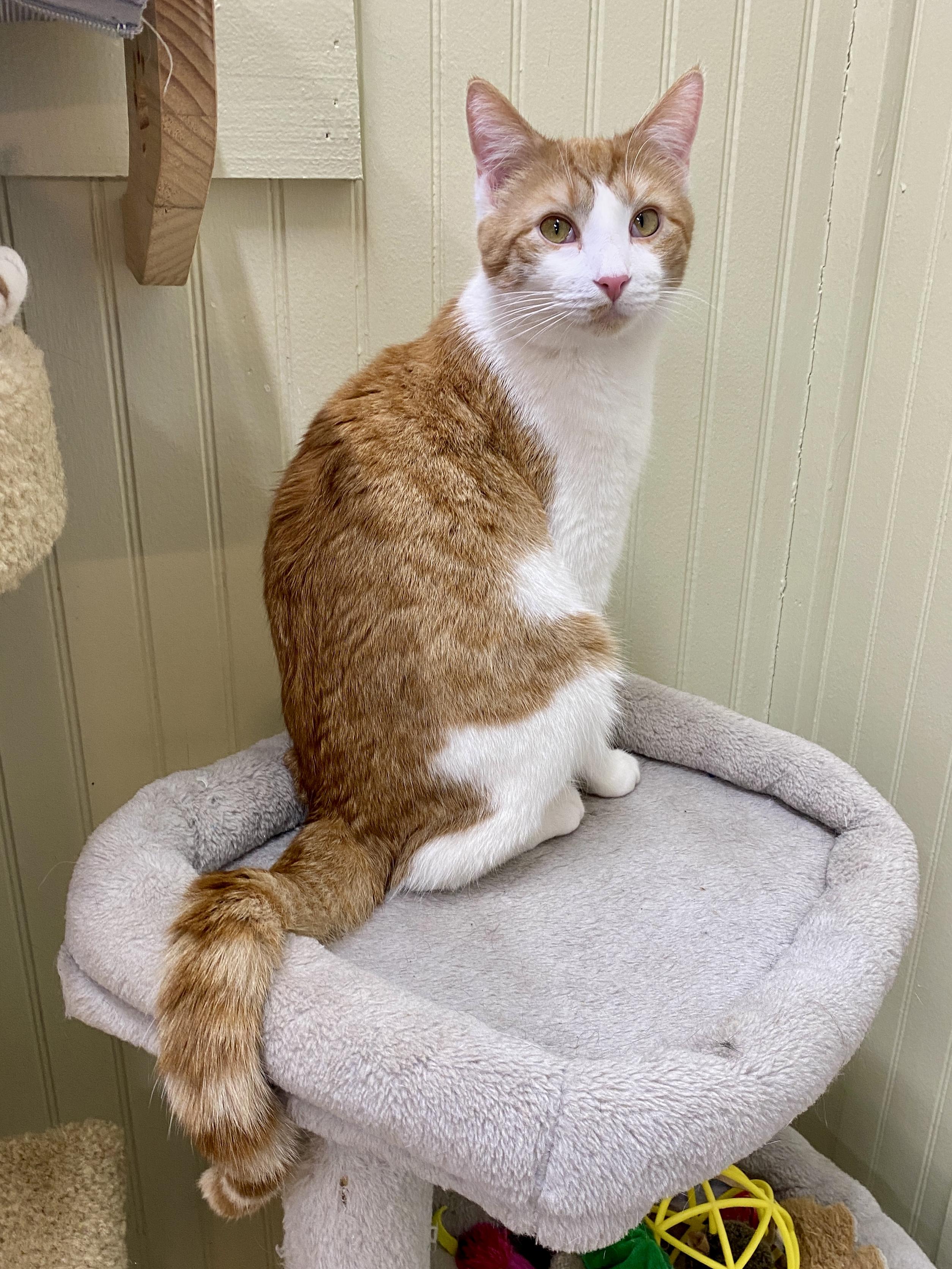 Carrot, Adoptable, Young Male Domestic Short Hair.