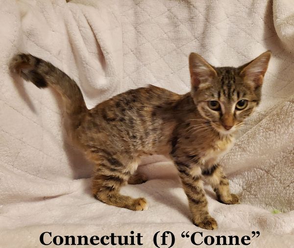 Cat for adoption Connecticut, a Domestic Short Hair in Bentonville