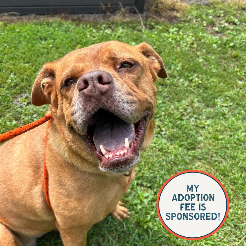 Chelsea, Adoptable, Senior Female Dogue de Bordeaux & Chow Chow.