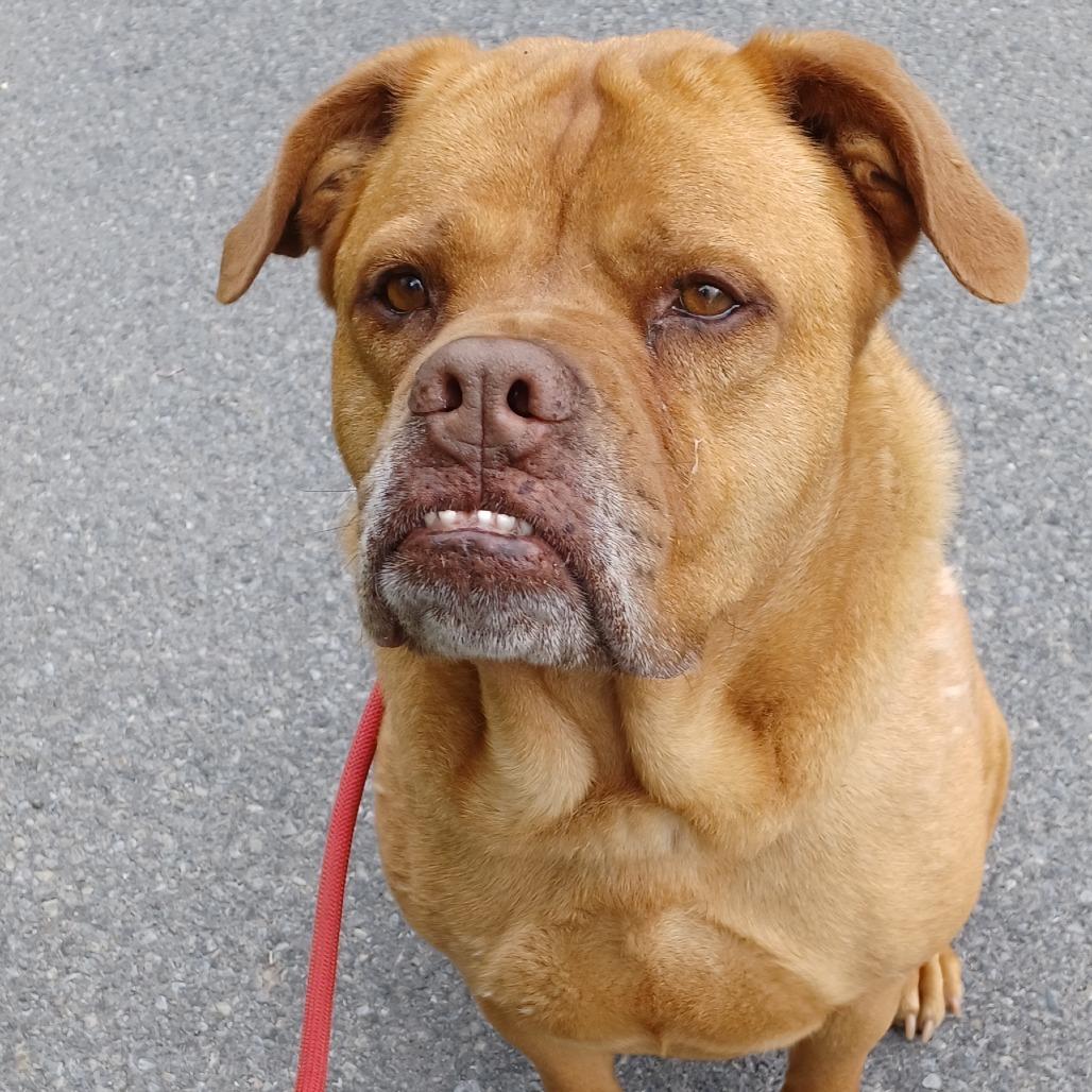 Chelsea, Adoptable, Senior Female Bullmastiff & Mixed Breed.