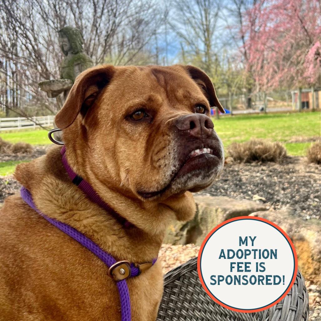 Enlarge Chelsea, a Adoptable mixed breed in Birdsboro, PA image 1/3
