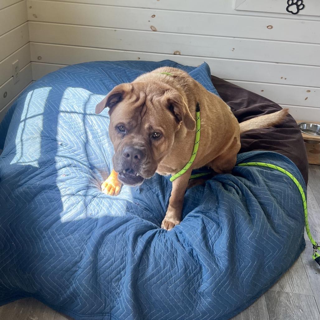 Chelsea, a Adoptable mixed breed in Birdsboro, PA image 2/6