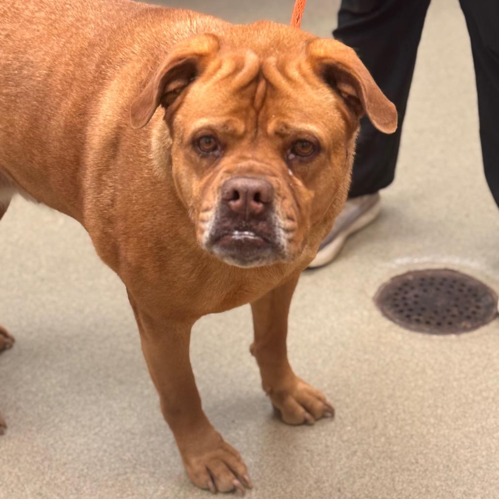 Chelsea, Adoptable, Senior Female Bullmastiff.