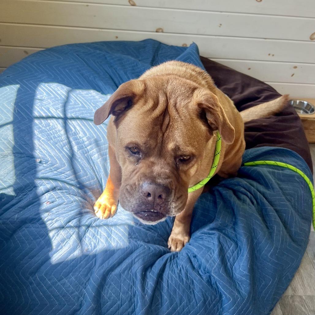 Enlarge Diva, a Adoptable mixed breed in Birdsboro, PA image 3/6