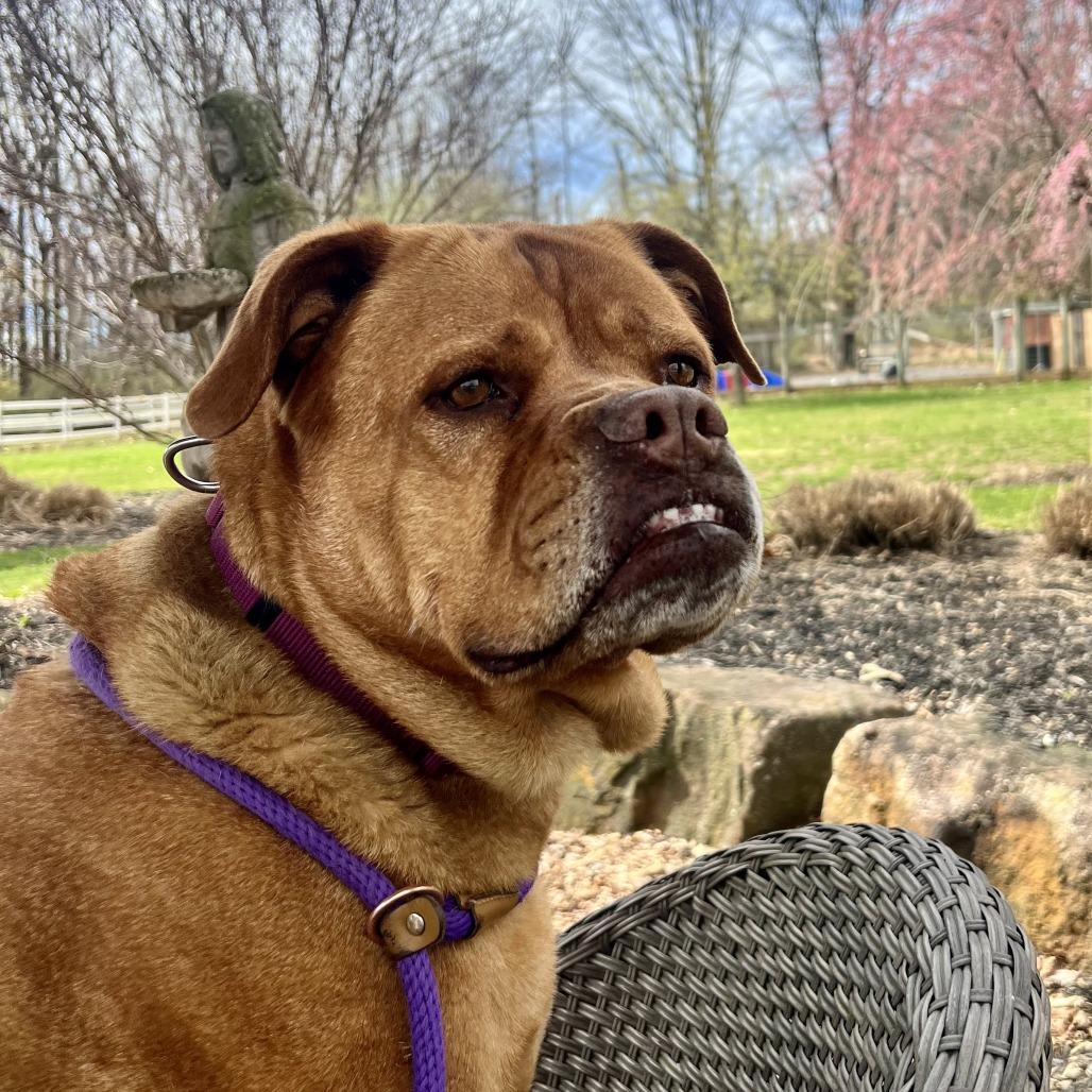 Enlarge Chelsea, a Adoptable mixed breed in Birdsboro, PA image 2/2