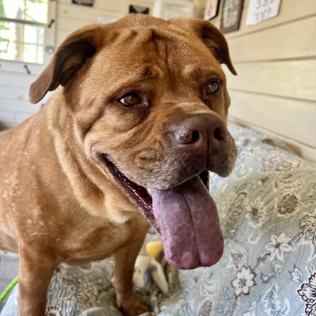 Chelsea, a Adoptable mixed breed in Birdsboro, PA image 5/6