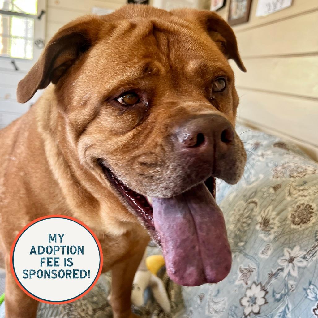Chelsea, a Adoptable mixed breed in Birdsboro, PA image 6/6