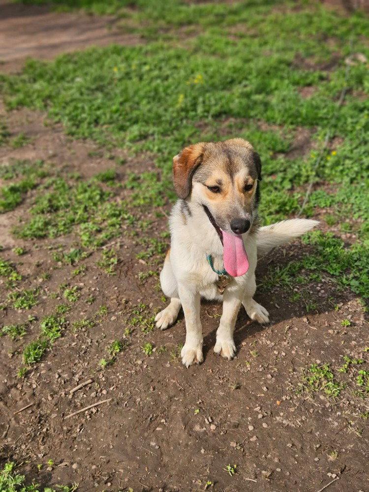 Enlarge Layla, a Adoptable Beagle in Wakefield, RI image 3/3