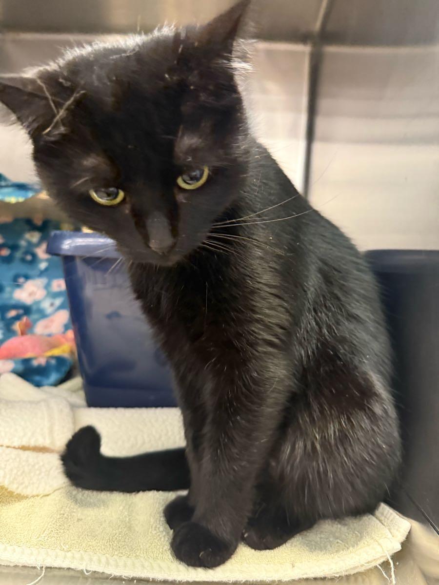 Enlarge Whitney, a ADOPTABLE Domestic Short Hair in Lancaster, PA image 2/2