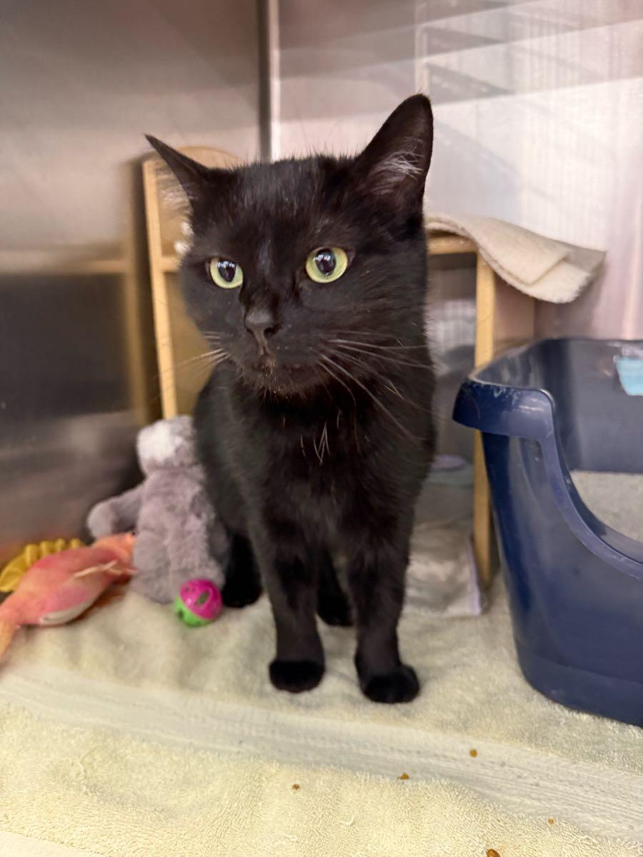 Enlarge Whitney, a ADOPTABLE Domestic Short Hair in Lancaster, PA image 1/2