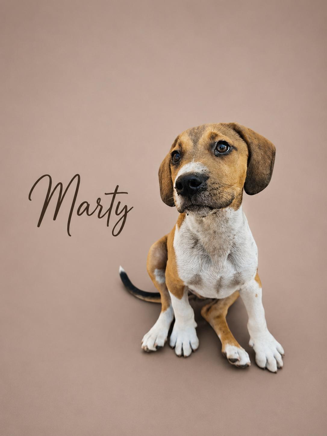 Enlarge Marty, a ADOPTABLE mixed breed in MYRTLE BEACH, SC image 1/1