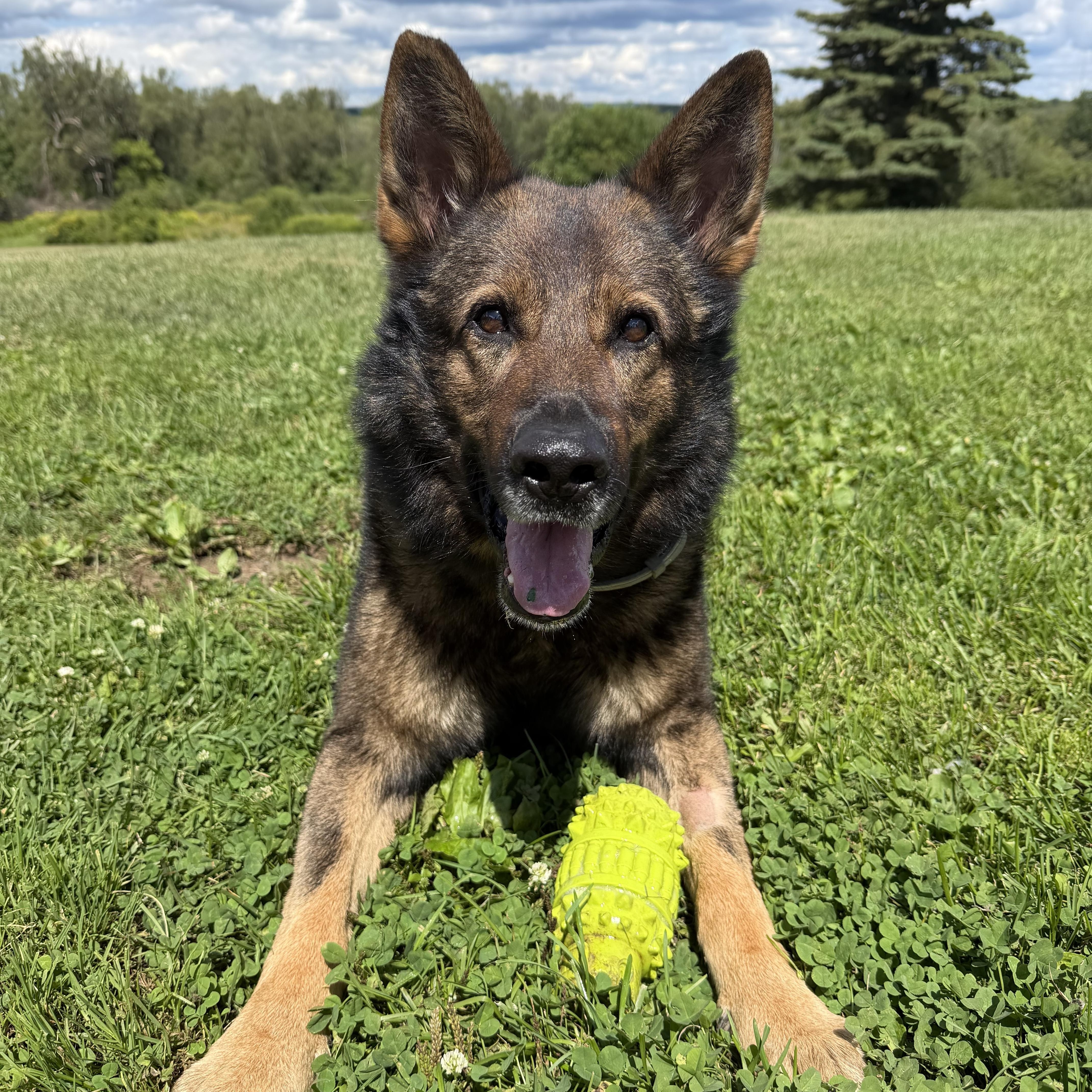 Enlarge Lincoln - Gentle, well-mannered German Shepherd in search of a home, a Adoptable German Shepherd Dog in oriskany, NY image 3/6