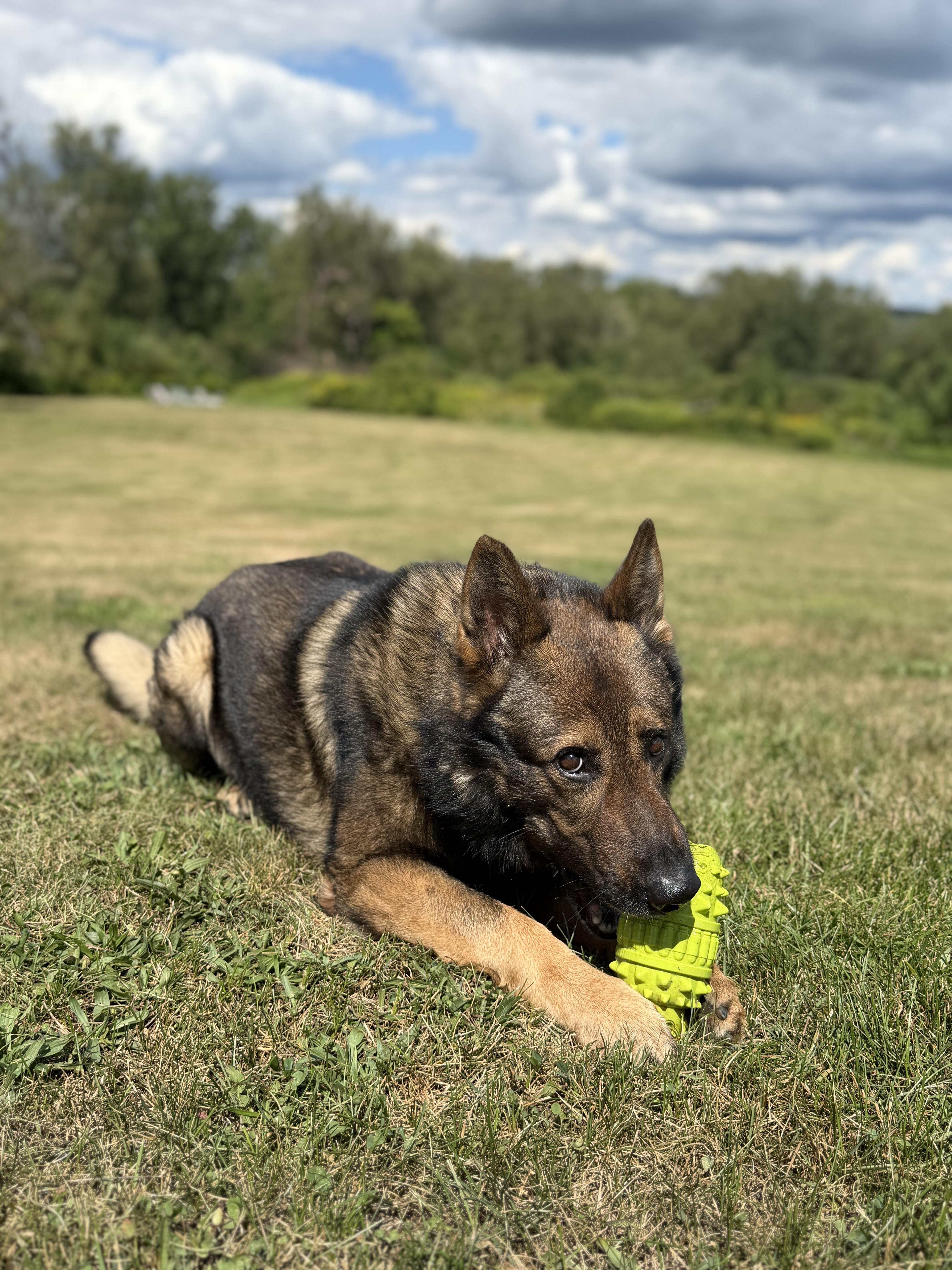 Enlarge Lincoln - Gentle, well-mannered German Shepherd in search of a home, a Adoptable German Shepherd Dog in oriskany, NY image 6/6