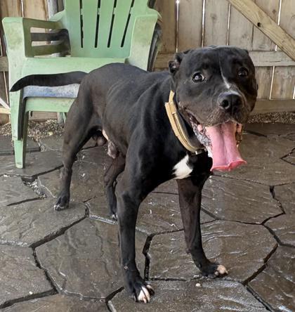 Roux, Adoptable, Adult Male Labrador Retriever & Mixed Breed.