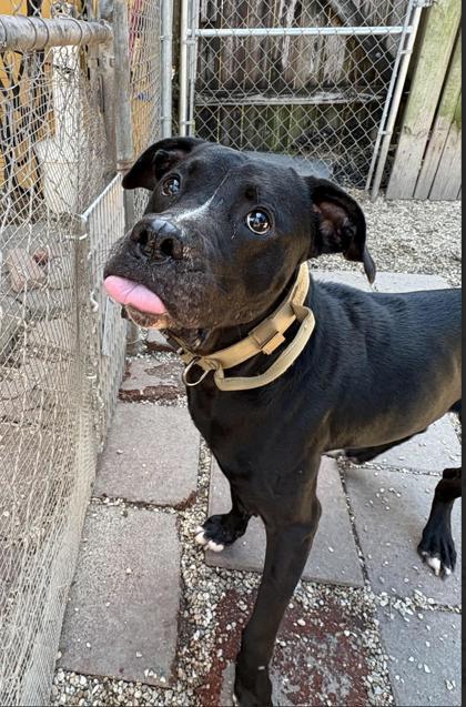 Enlarge Roux, a Adoptable mixed breed in New Orleans, LA image 2/3