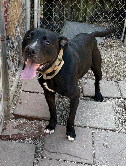 Enlarge Roux, a Adoptable mixed breed in New Orleans, LA image 3/3