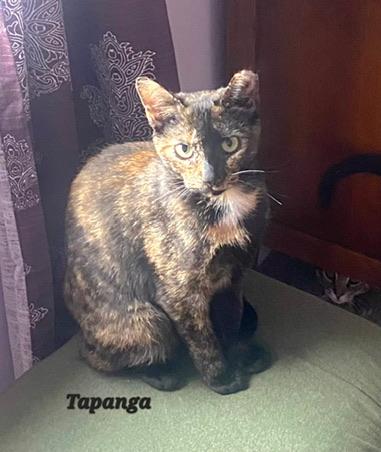 Enlarge Tapanga (part of a bonded pair), a Adoptable Domestic Short Hair in Allentown, PA image 2/2