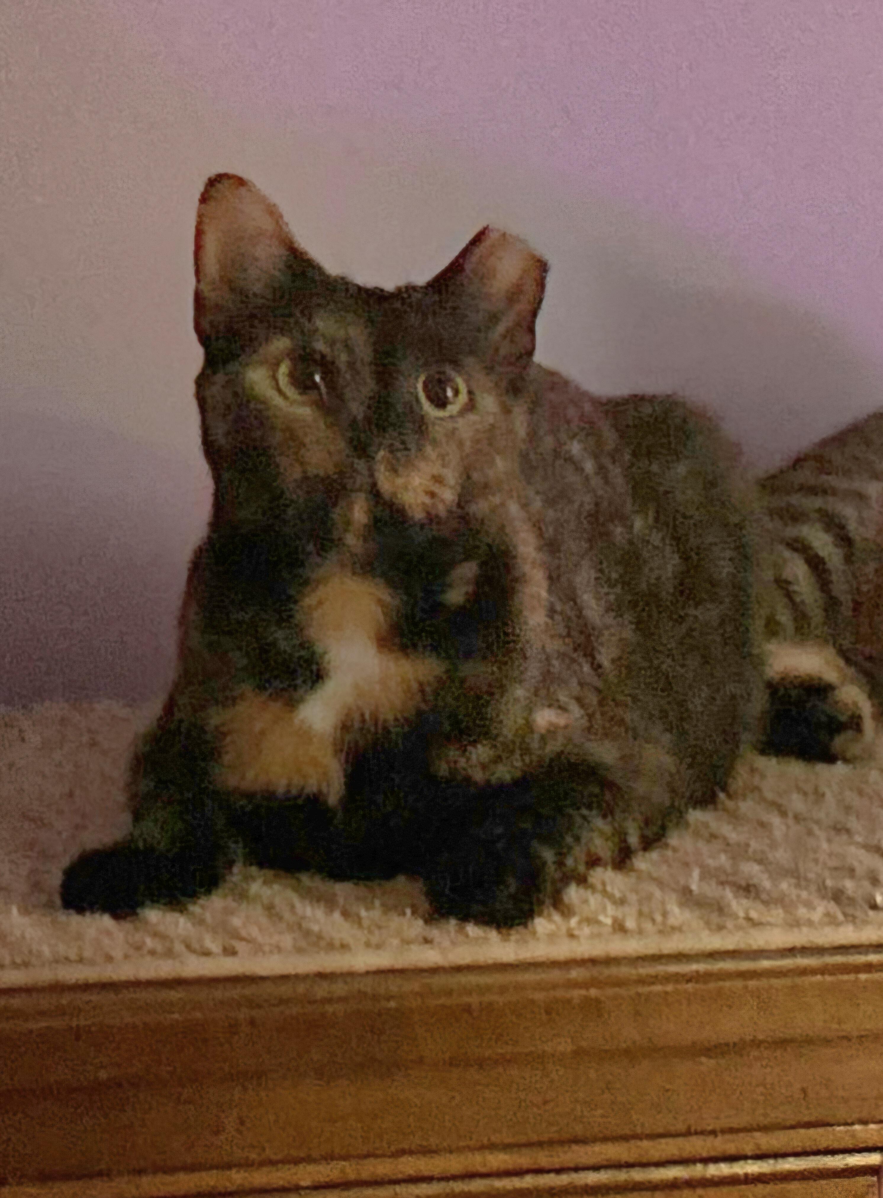 Enlarge Tapanga (part of a bonded pair), a Adoptable Domestic Short Hair in Allentown, PA image 1/2